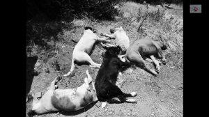 Death row for the Greek stray dogs -how things work here