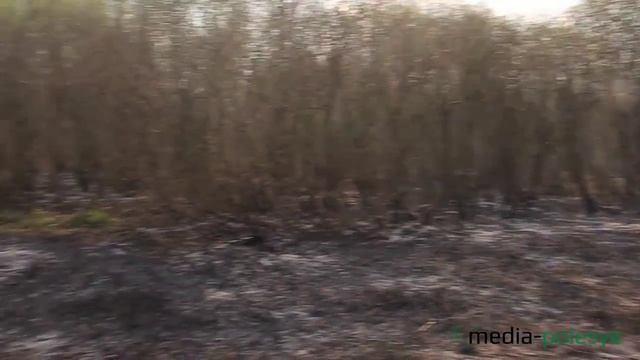 Лесной пожар. Последний кусочек природы смотреть онлайн