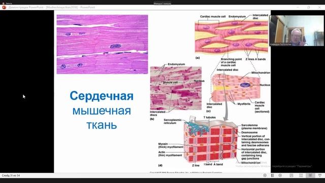 Регенерация мышечной ткани. + Нервная ткань 1 часть. Лекция