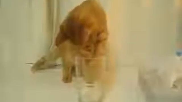 Найди кота прикол смотреть онлайн