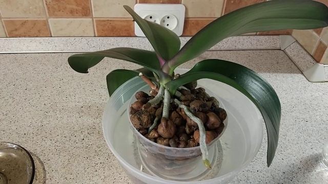 Как поливать орхидеи в домашних условиях смотреть онлайн