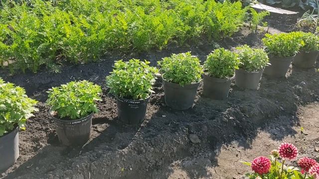 Хризантема мультифлора . Готовимся к цветению. Подкормка , обработка от болезней и вредителей.