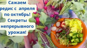 ВЫРАЩИВАЙТЕ РЕДИС ТОЛЬКО ТАК! КАК ВЫРАСТИТЬ КРУПНЫЙ РЕДИС!!!