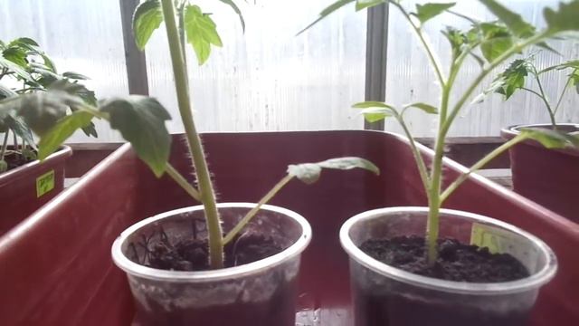 КАК УЗНАТЬ, ЧТО ТОМАТУ ТРЕБУЕТСЯ ПЕРЕВАЛКА? Ольга Чернова. смотреть онлайн