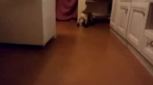 Одеваем резиновые сапоги