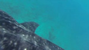 Плавание с китовой акулой на Мальдивах