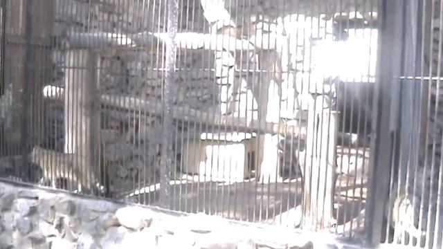 Видео. Камышовый кот. Новосибирский зоопарк. смотреть онлайн