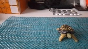 смотрим телевизор