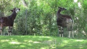 Лесной жираф, животные Африки, окапи