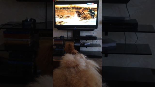 той пудель смотрит передачу о спаниелях смотреть онлайн