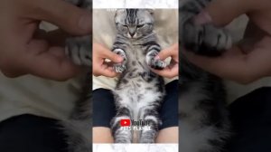 Popping Cat Pops Your Troubles Away. Cat Popping Dance Video