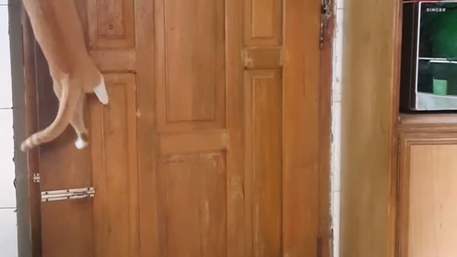 Кот открывает двери