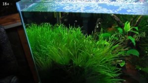 ТЕОДОКСУСЫ и КСЕНОКОКУС выгрызли ЕГО в НОЛЬ