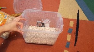 Как ухаживать за джунгарским хомяком