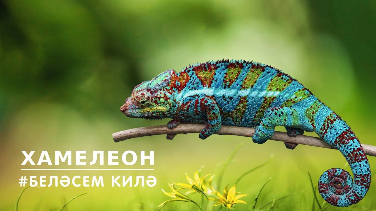 БЕЛӘСЕМ КИЛӘ: хамелеон / Chameleon