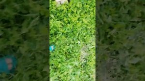 Колорадского жука алатар в ампулах не берет