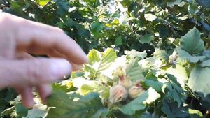 Обзор 5 ти летних саженцев фундука . Трапезунд . Керасунд .Пурпурный .