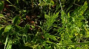 ВОРОШЕНИЕ СЕНА РОТОРНОЙ ГРАБАРКОЙ ТРАКТОРОМ Т-25/HARVESTING HAY BY TRACTOR T-25