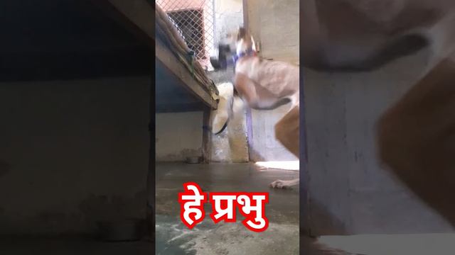 he prabhu new video| dog lift bowl |#pet #greyhound #heprabhu