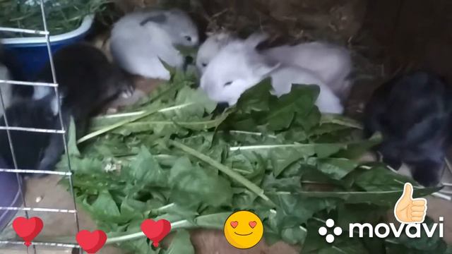 Крольчата. 15 дней. Крольчата пытаются кушать.