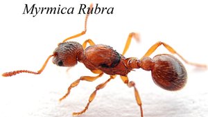 Как поднять муравьёв Myrmica sp. Rubra (рыжая мирмика) С НУЛЯ!