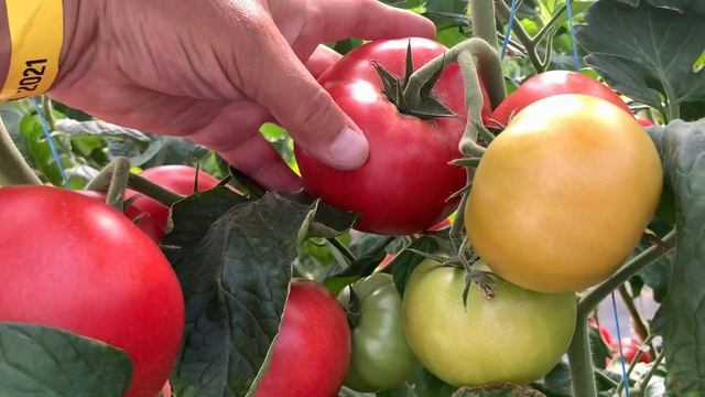 День открытых дверей в Киссон  показательные теплицы 2021 .