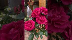  Розы Режис Маркон (Regis Marcon)коллекция Дельбар серии великие повара Франции 