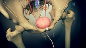 В халате врача. Энурез. Здоровье. Фрагмент выпуска от 14.09.2014