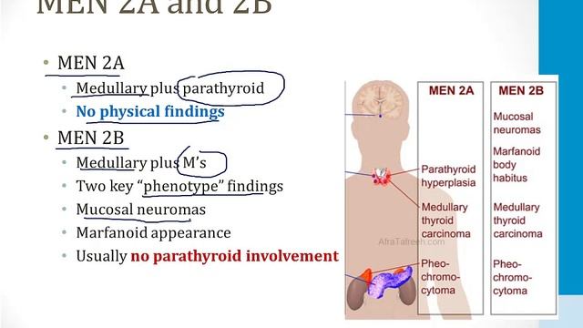 Эндокринология USMLE - 5. Иные темы - 3.MEN синдром (Множественная эндокринная неоплазия)