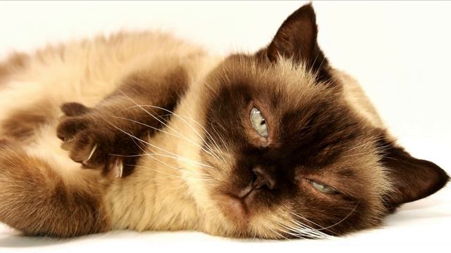 #6|🐱Музыка для кошек и котов🐱  Успокойте ваших кошек музыкой, помогите котам спать смотреть онлайн