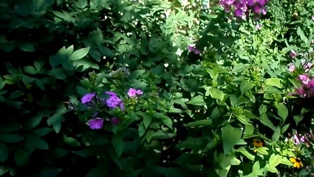 SAMSUNG DV150F test video №2 720 p смотреть онлайн