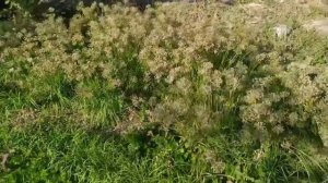 Джусай семена