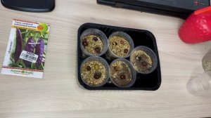 Выращиваем горох дома // Growing Peas at home // Горох на подоконнике