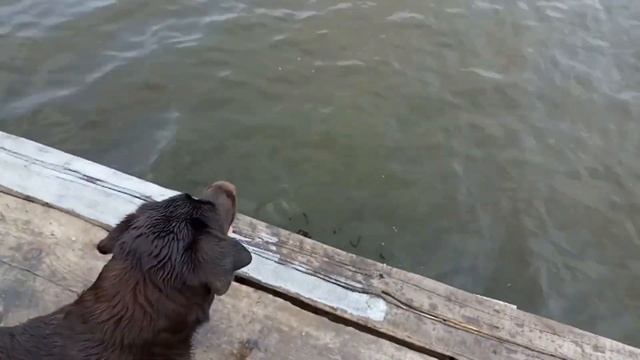 дрессировка лабрадора-ретривера/labrador retriever training