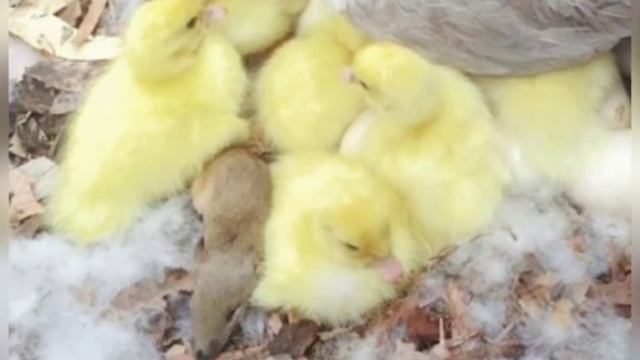 Домашняя утка усыновила необычное млекопитающее - хозяин был в недоумении. смотреть онлайн