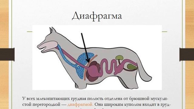 Строение млекопитающих. Внутреннее строение млекопитающих. Внешнее строение млекопитающих. Внешнее и внутреннее строение млекопитающих.