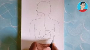 how to Draw Human Digestive System step by step, Labelled Diagram