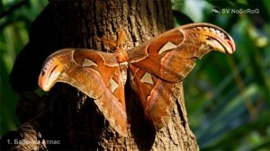 Бабочка Атлас