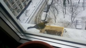 Зимние синицы.