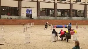 Дживс 4-6.11.22 "Звёзды аджилити", гемблерз, двоеборье 2 место