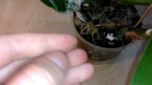 У Каттлеи почернел листик молодого ростика....