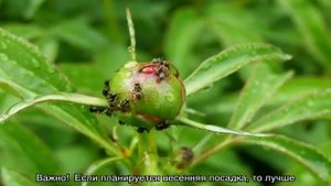Пион Кора Луиза (Paeonia Itoh Cora Louise)