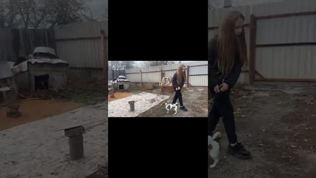 Домашние отжилити собаку можно этому учить если собаки есть один год смотреть онлайн