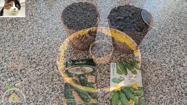 Когда и как сажать Огурцы семенами на рассаду в торфяные стаканчики