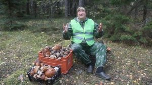 ГРИБЫ ДЛЯ КУР НЕСУШЕК ЗООТЕХНИК РЕКОМЕНДУЕТ.