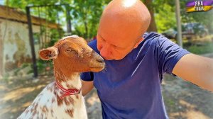 Цесарки пропали! Нежные козы. Утро на Крымском Хуторе.