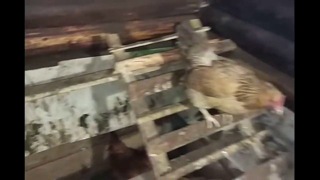 Подстилка с бактериями BioSide Отзыв о работе бактерий смотреть онлайн