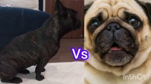 французский бульдог против мопса