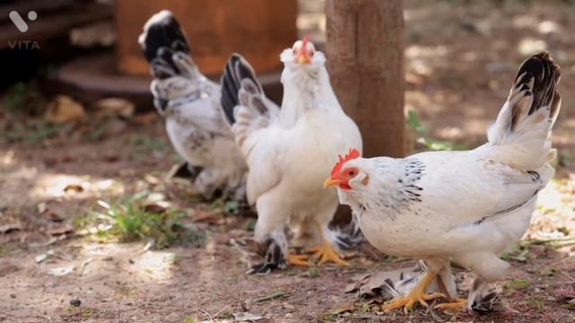 Funny Chicken Song And Dancing Rooster Part 39- Funny Chicken Dance | Roster crowing video смотреть онлайн