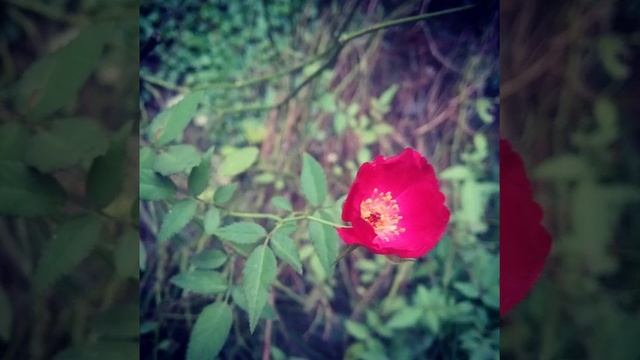 Лилейник "Pink Damask смотреть онлайн